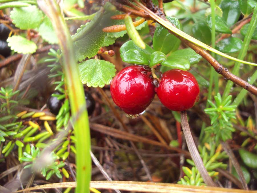 Small cranberry: Lowbush Cranberry
