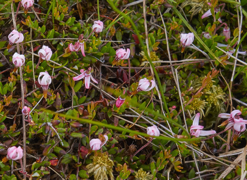 Small cranberry (Vaccinium oxycoccos)