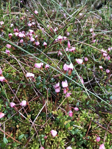 Small cranberry (Vaccinium oxycoccos)