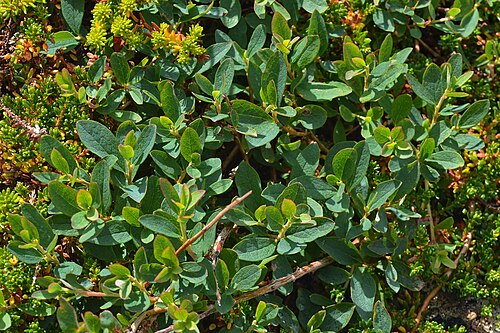 Bog bilberry: Bog Bilberry (Blokkebær) ( Vaccinium uliginosum ) in Moskenes, Norway.
