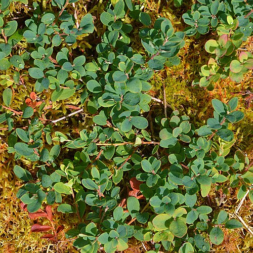 Bog bilberry: Bog Bilberry (Blokkebær) ( Vaccinium uliginosum ) in Moskenes, Norway.