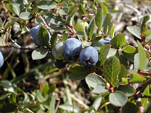 Bog bilberry: Vaccinium uliginosum