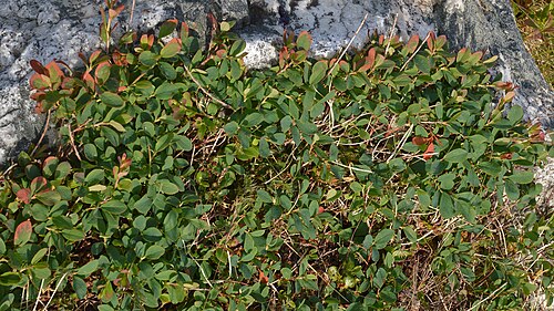 Bog bilberry: Bog Bilberry (Blokkebær) ( Vaccinium uliginosum ) in Andøy, Norway.