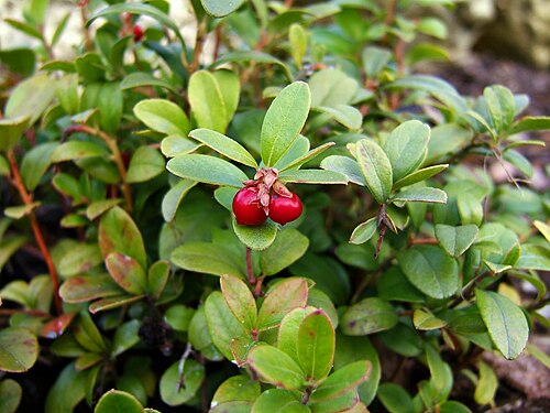 Lingonberry: lingonberry, cowberry, foxberry, mountain cranberry, lowbush cranberry, partridgeberry