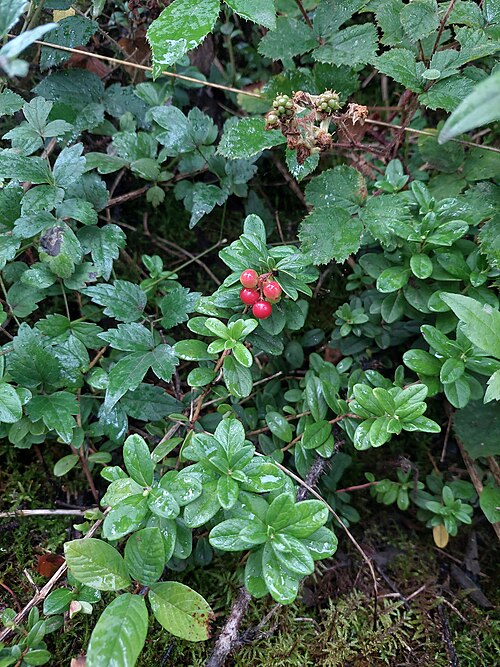 Lingonberry: lingonberry, partridgeberry, mountain cranberry, cowberry