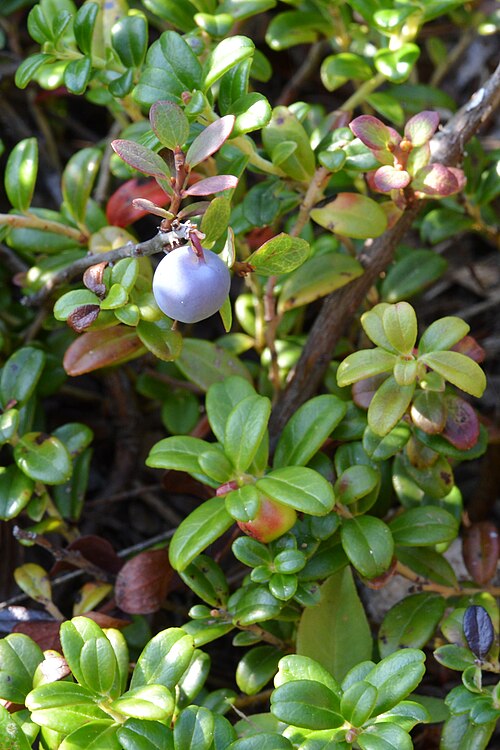Lingonberry: Bog Bilberry ( Vaccinium uliginosum ) among Lingonberry ( Vaccinium vitis-idaea ) in Crow Head, Newfoundland and Labrador, Canada.