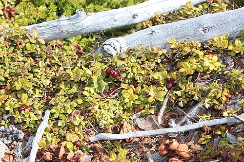 Lingonberry: Arcterica nana and Vaccinium vitis-idaea in Mount Norikura, Takayama, Gifu Prefecture, Japan.