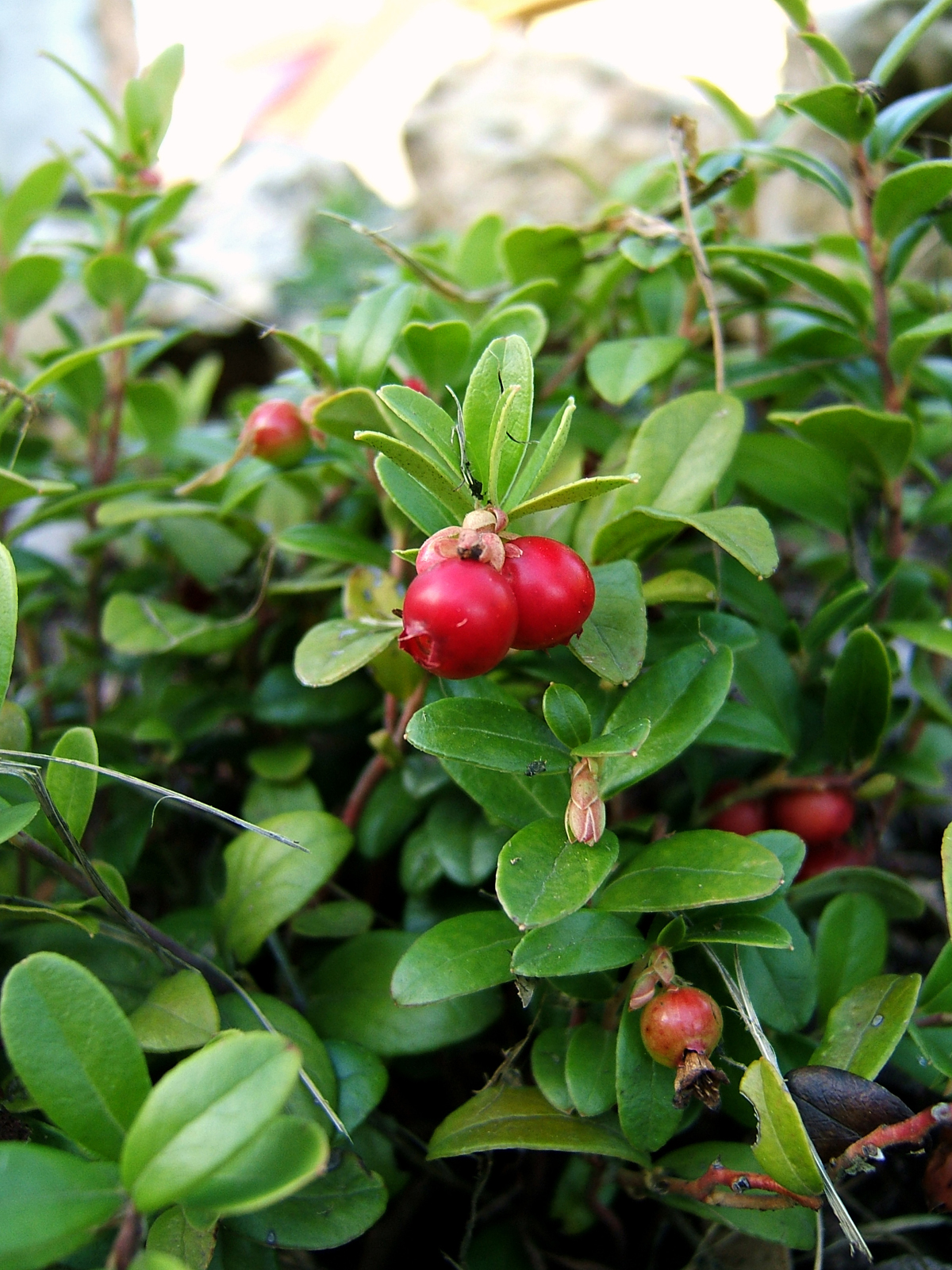 Lingonberry: lingonberry, cowberry, foxberry, mountain cranberry, lowbush cranberry, partridgeberry