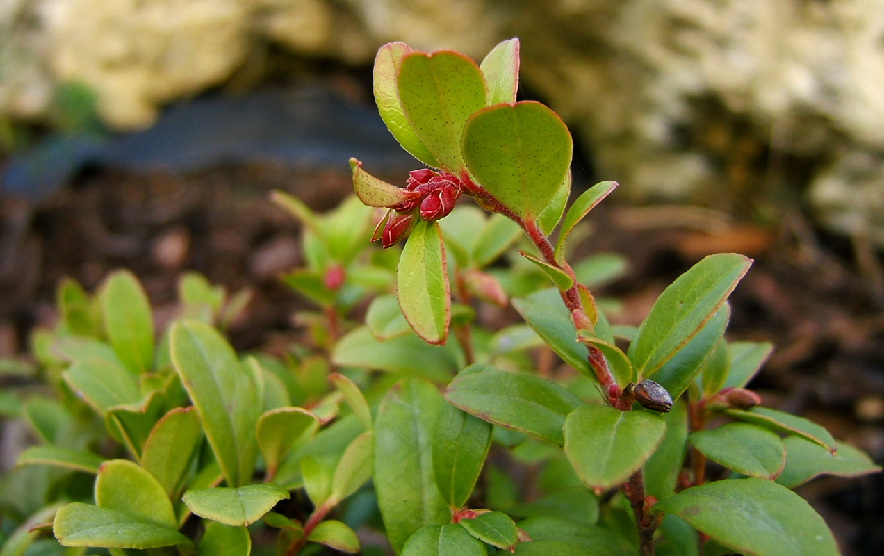 Lingonberry: lingonberry, cowberry, foxberry, mountain cranberry, lowbush cranberry, partridgeberry