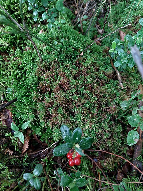 Lingonberry: lingonberry, partridgeberry, mountain cranberry, cowberry