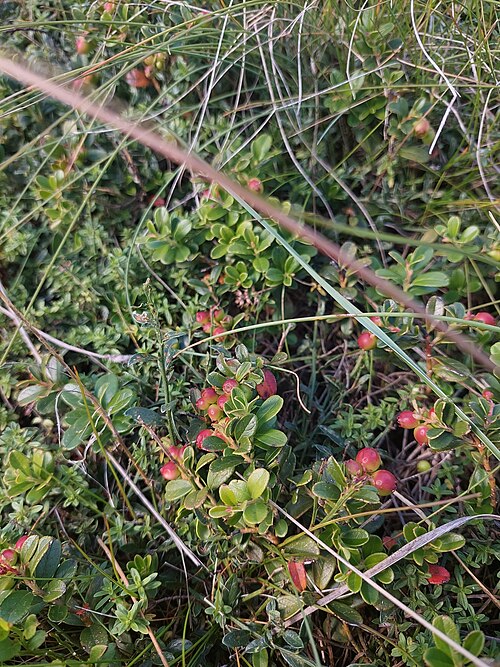 Lingonberry: lingonberry, partridgeberry, mountain cranberry, cowberry