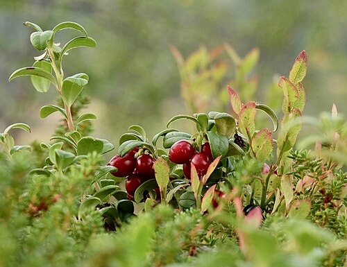 Lingonberry: Ripe Vaccinium vitis-idaea or possibly one of its subspecies.