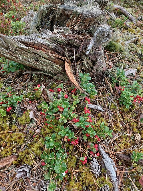 Lingonberry: lingonberry, partridgeberry, mountain cranberry, cowberry