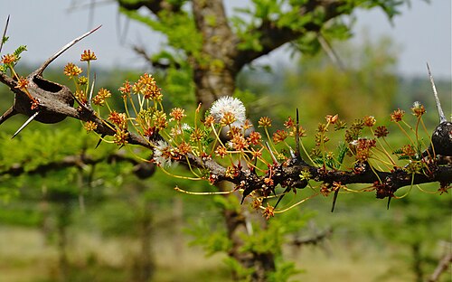 Vachellia drepanolobium: Flowers of whistling thorn tree ( Vachellia drepanolobium ) photographed near Nanyuki, Kenya