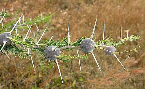 Vachellia drepanolobium: The swellings are domatia housing myrmecophile ants which protect the tree. An eastern Africa species, also known as Swollen Thorn and placed in the Vachellia g