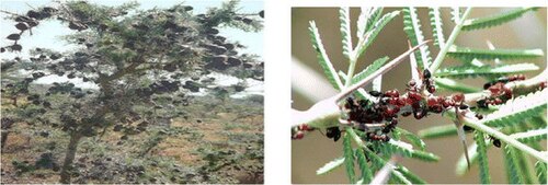 Vachellia drepanolobium: Figure 1 Acacia drepanolobium with its long swollen thorns, which are occupied by ants ( Crematogaster species) when young.