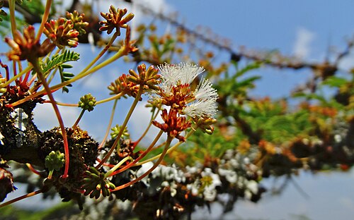 Vachellia drepanolobium: Flowers of whistling thorn tree ( Vachellia drepanolobium ) photographed near Nanyuki, Kenya