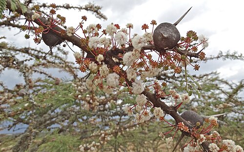 Vachellia drepanolobium: Flowers of whistling thorn tree ( Vachellia drepanolobium ) photographed near Nanyuki, Kenya