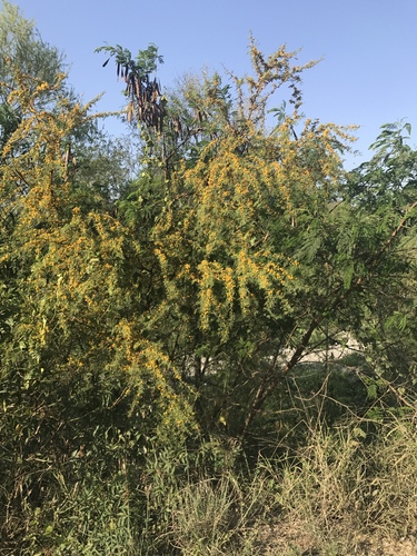 Sweet acacia (Vachellia farnesiana)