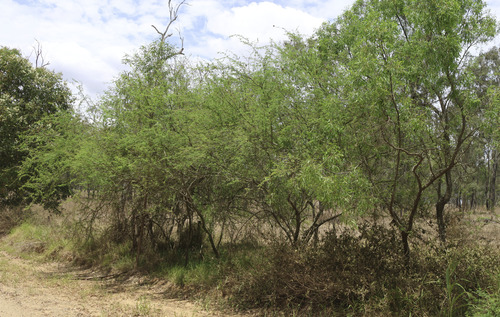 Sweet acacia (Vachellia farnesiana)