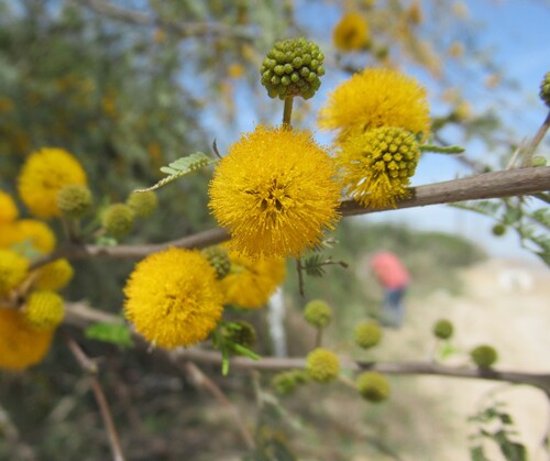 Sweet acacia