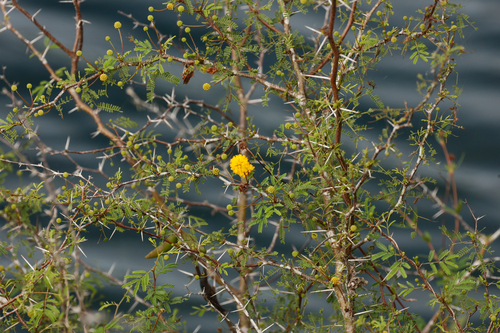 Sweet acacia (Vachellia farnesiana)