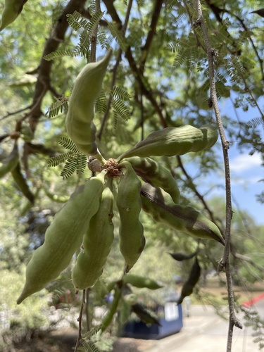 Sweet acacia (Vachellia farnesiana)