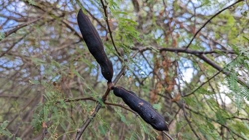 Sweet acacia (Vachellia farnesiana)