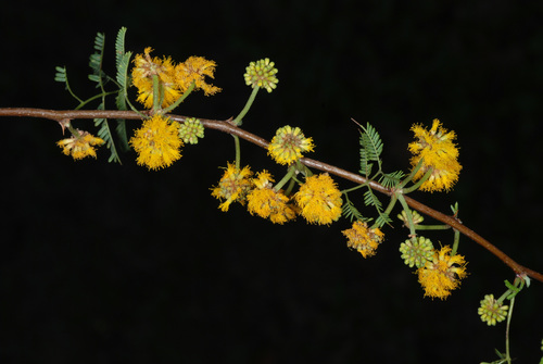 Sweet acacia (Vachellia farnesiana)