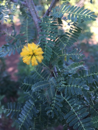 Sweet acacia (Vachellia farnesiana)