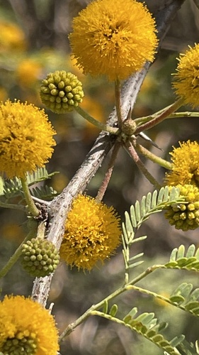 Sweet acacia (Vachellia farnesiana)