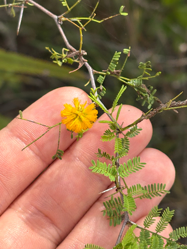 Sweet acacia (Vachellia farnesiana)