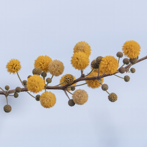 Sweet acacia (Vachellia farnesiana)