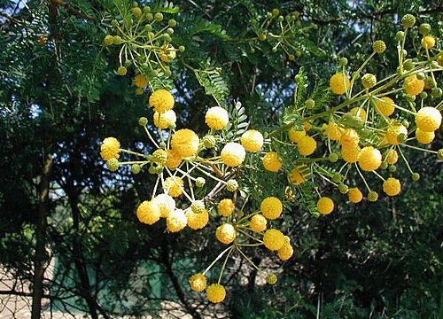 Karroothorn: Name Sweet thorn, Acacia karroo Family Fabaceae Acacia karroo : Flowering tree near Île Rousse, Corsica.