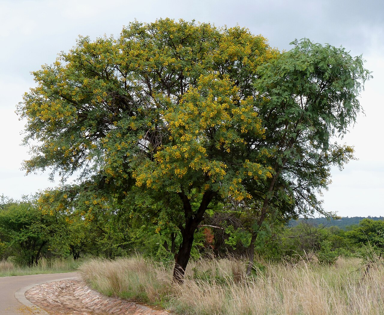 Karroothorn: A blooming Sweet thorn (left) and Hook thorn (right) growing together at Roodeplaat Nature Reserve near Pretoria