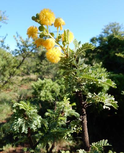 Karroothorn (Vachellia karroo)
