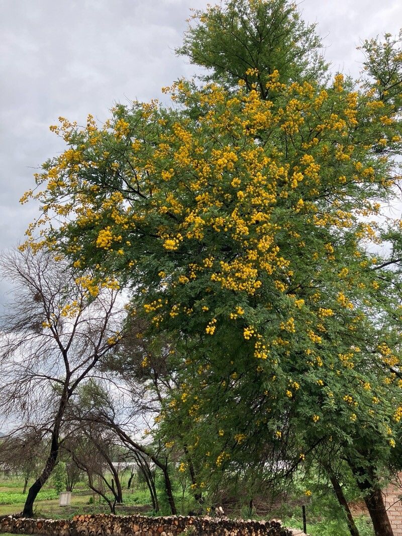 Karroothorn (Vachellia karroo)