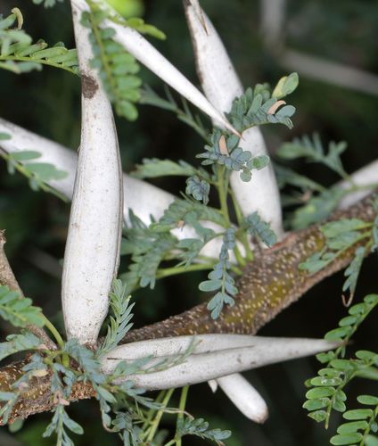 Karroothorn (Vachellia karroo)