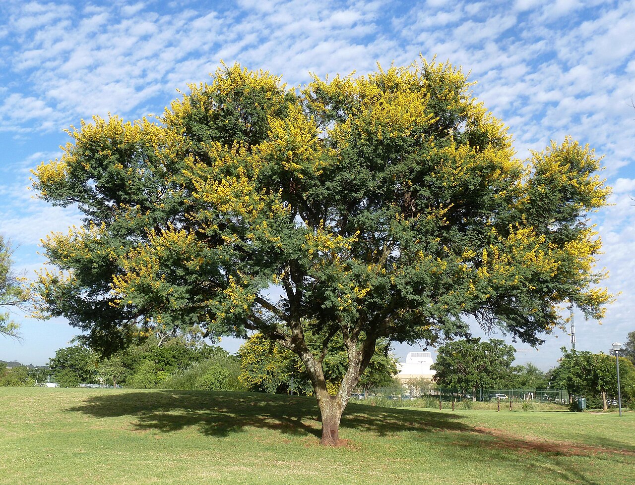 Karroothorn: Sweet thorn in flower in Jimmy Aves Park, early summer, Pretoria