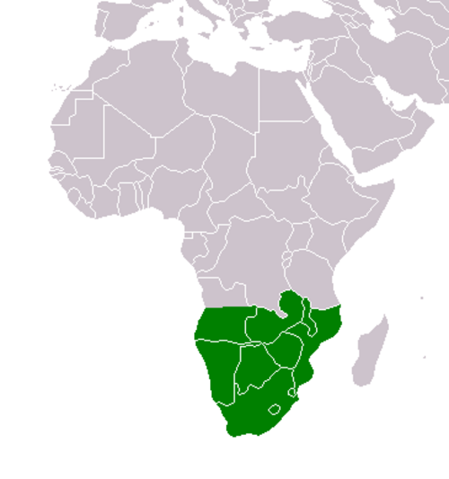 Karroothorn: Acacia karroo , map of approximate native range, compiled from USDA-GRIN data [1] .