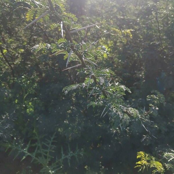 Karroothorn (Vachellia karroo)
