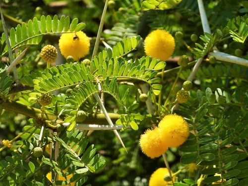 Karroothorn (Vachellia karroo)