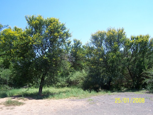 Karroothorn (Vachellia karroo)
