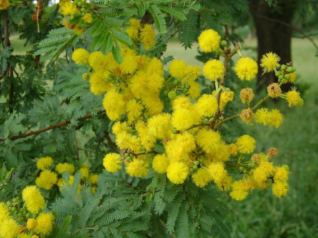 Karroothorn (Vachellia karroo)