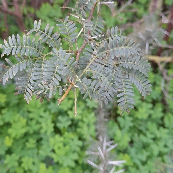 Karroothorn (Vachellia karroo)