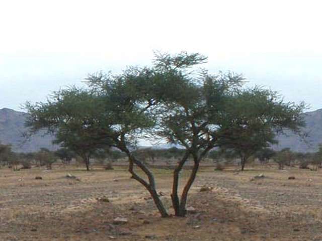 Egyptian thorn: Babul ( Acacia nilotica ) in Marocco