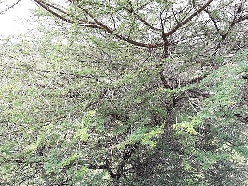 Egyptian thorn: Karuvaelam tree,flowers bright yellow.