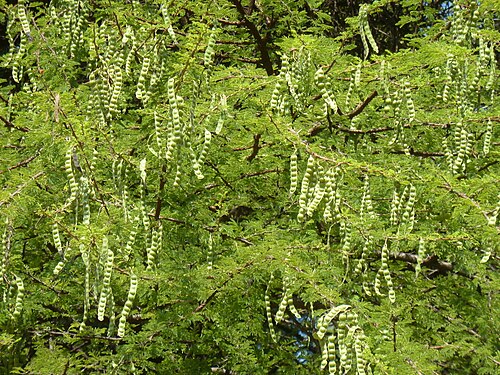 Egyptian thorn: Foliage and seed pods of Scented-pod acacia in Wonderboom Nature Reserve, Pretoria