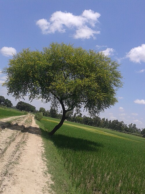 Egyptian thorn: This picture is of Acacia nilotica with full blown yellow flower in the month of July in field of paddy that is also growing.