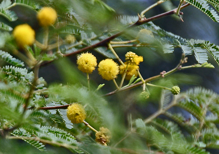 Egyptian thorn: Babool Acacia nilotica at Hodal in Faridabad District of Haryana , India .